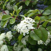 Viburnum_prunifolium