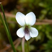 Viola_lanceolata