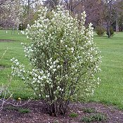 amelanchier_canadensis