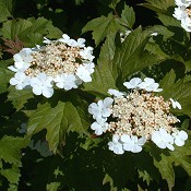 viburnum_trilobum