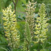 Astragalus_canadensis