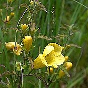 Aureolaria_grandiflora