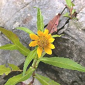 Bidens_cernua