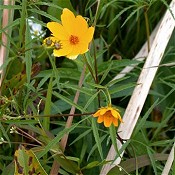 Bidens_coronata