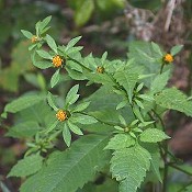 Bidens_frondosa