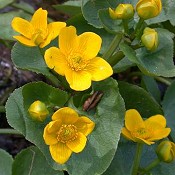 Caltha_palustris