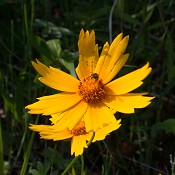 Coreopsis_lanceolata