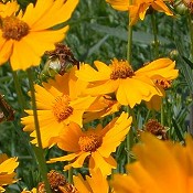 Coreopsis_palmata