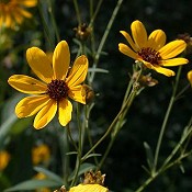 Coreopsis_tripteris