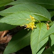 Diervilla_lonicera