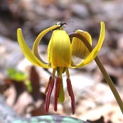 Erythronium_americanum