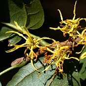 Hamamelis_virginiana