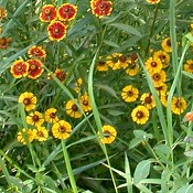 Helenium_autumnale