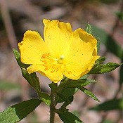 Helianthemum_canadense