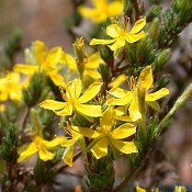 Hudsonia_tomentosa