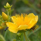 Hypericum_kalmianum