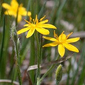 Hypoxis_hirsuta