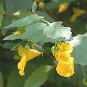 Impatiens_pallida