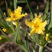 Lithospermum_incisum