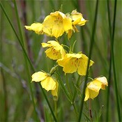 Lysimachia_quadriflora