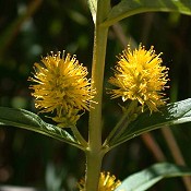 Lysimachia_thyrsiflora