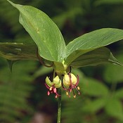 Medeola_virginiana