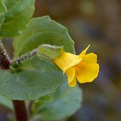 Mimulus_glabratus