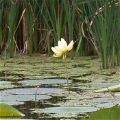 Nelumbo_lutea