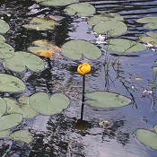 Nuphar_advena