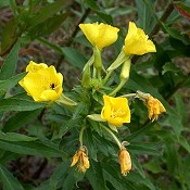 Oenothera_biennis