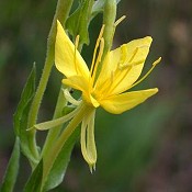 Oenothera_clelandii