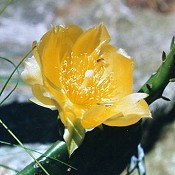 Opuntia_humifusa