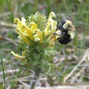 Pedicularis_canadensis