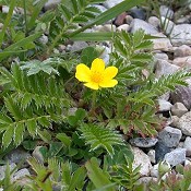 Potentilla_anserina