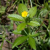 Potentilla_simplex