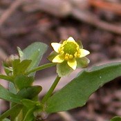 Ranunculus_arbortivus