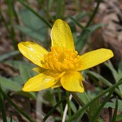 Ranunculus_fascicularis