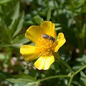 Ranunculus_septentrionalis