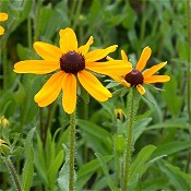 Rudbeckia_hirta