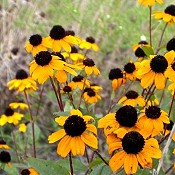 Rudbeckia_triloba