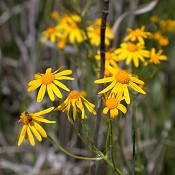 Senecio_pauperculus