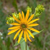 Silphium_integrifolium