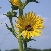 Silphium_laciniatum