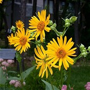 Silphium_perfoliatum