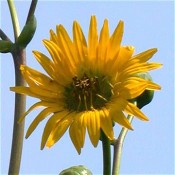 Silphium_terebinthinaceum