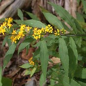 Solidago_caesia