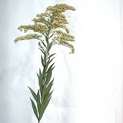 Solidago_canadensis