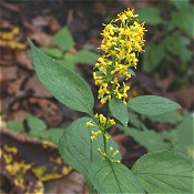 Solidago_flexicaulis