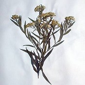 Solidago_graminifolia