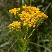 Solidago_ohioensis